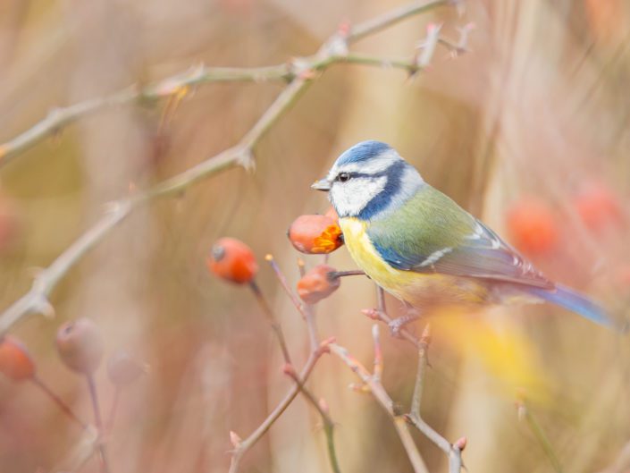 Eurasian Blue Tit