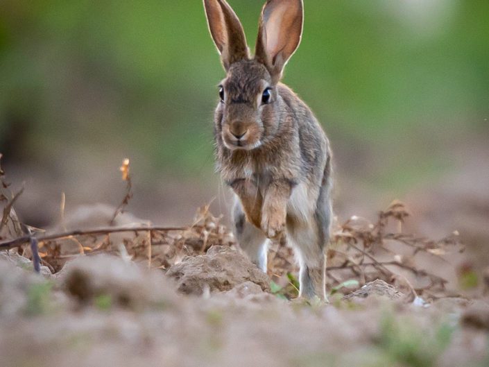 Rabbit / Hare