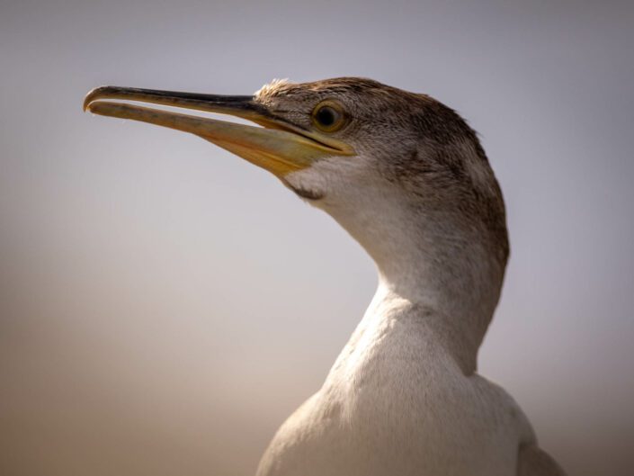 Cormoran huppé