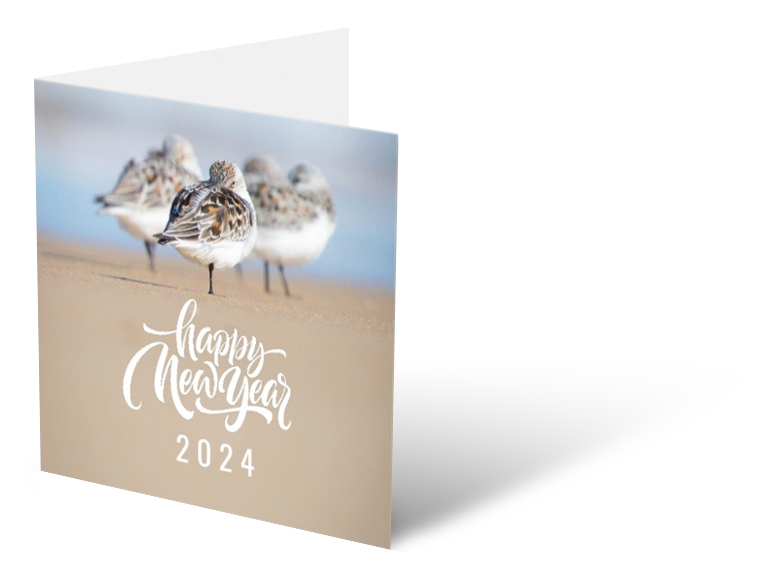Lot de 10 cartes de vœux (+ enveloppes premium) - Bécasseaux sanderling