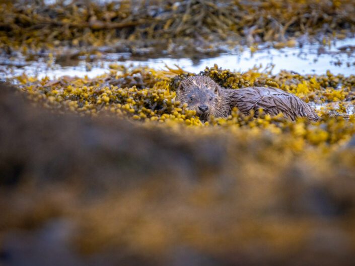 European otter